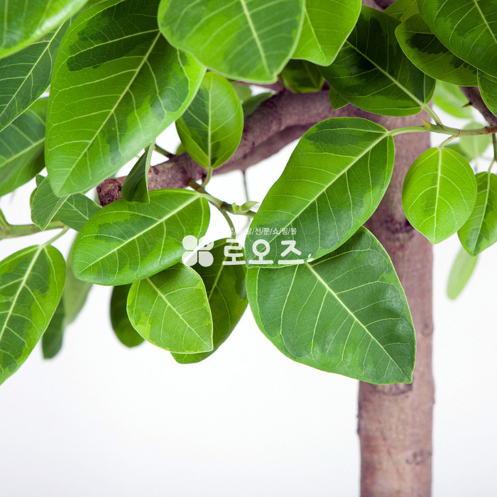 상세이미지