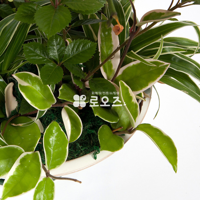 상세이미지