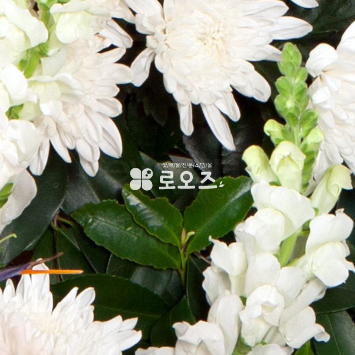 상세이미지