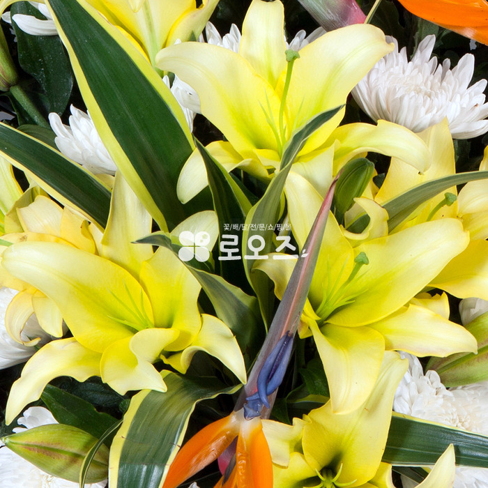 상세이미지