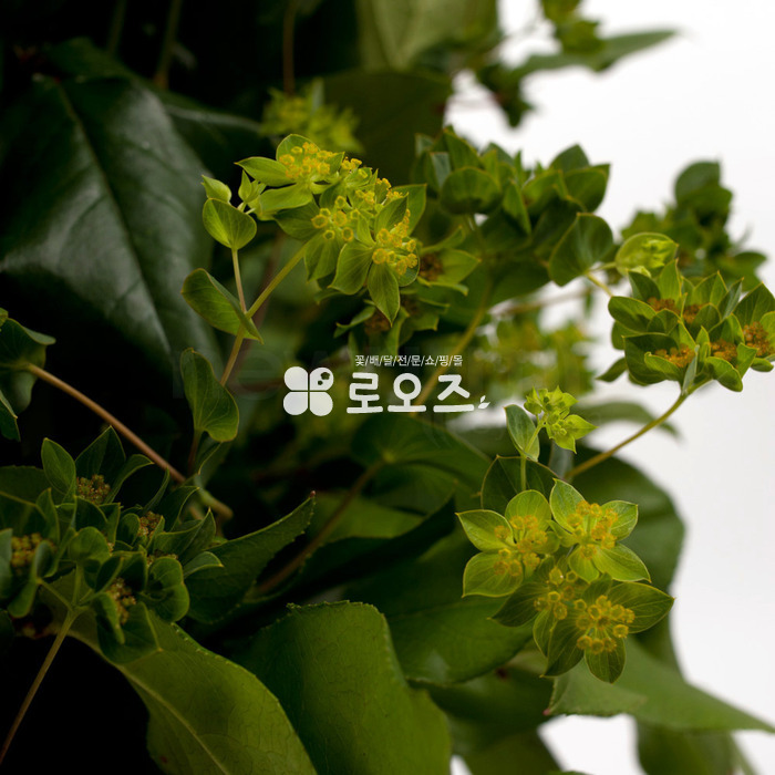 상세이미지