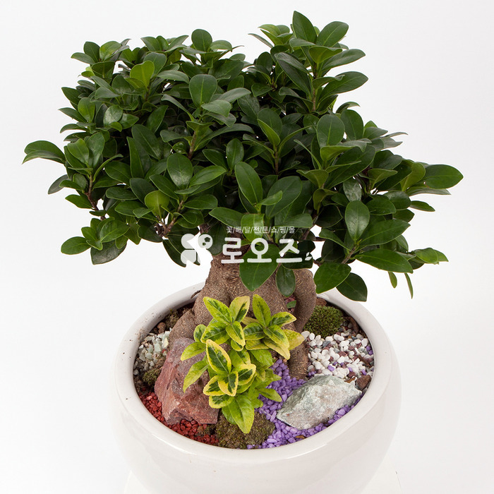 상세이미지