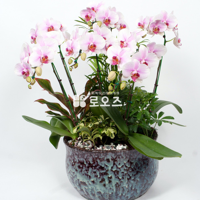 상세이미지
