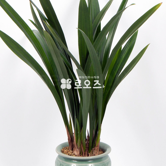 상세이미지