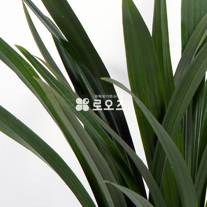 상세이미지