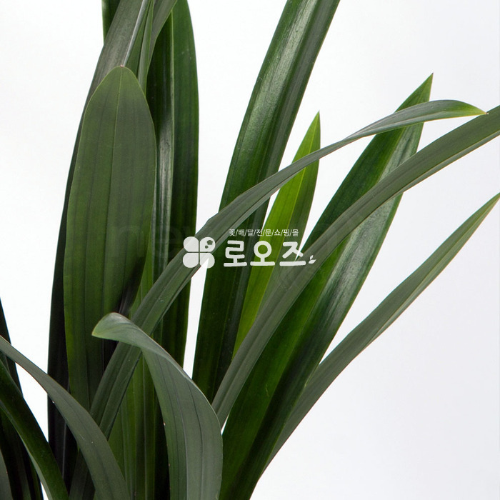 상세이미지