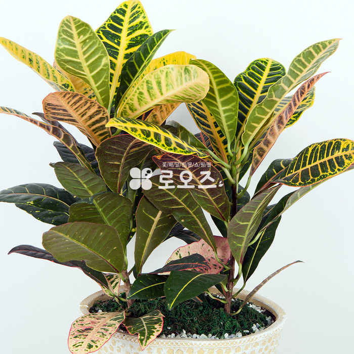 상세이미지