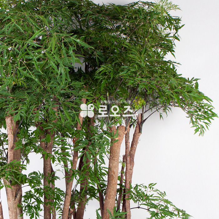 상세이미지