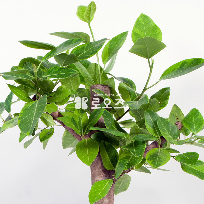 상세이미지