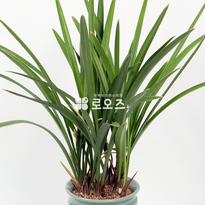 상세이미지
