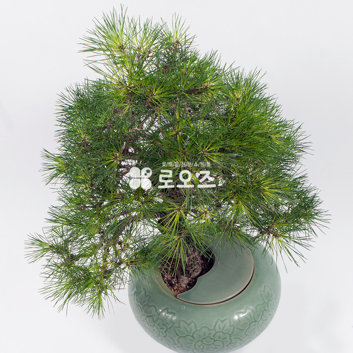 상세이미지