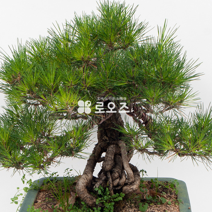 상세이미지