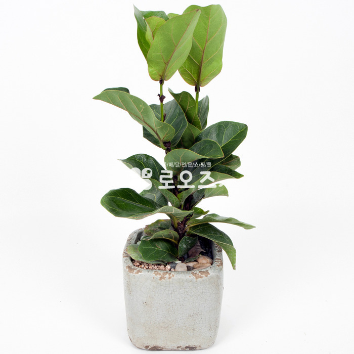 상세이미지