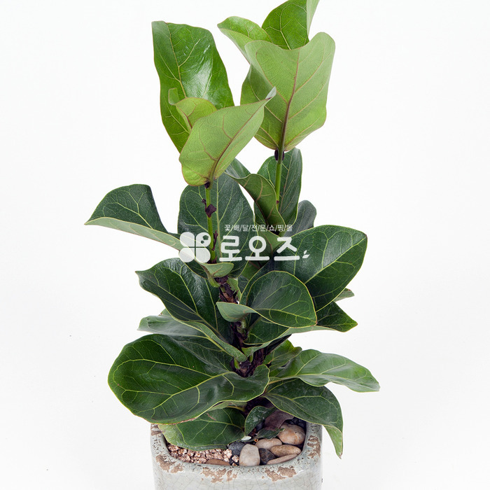 상세이미지