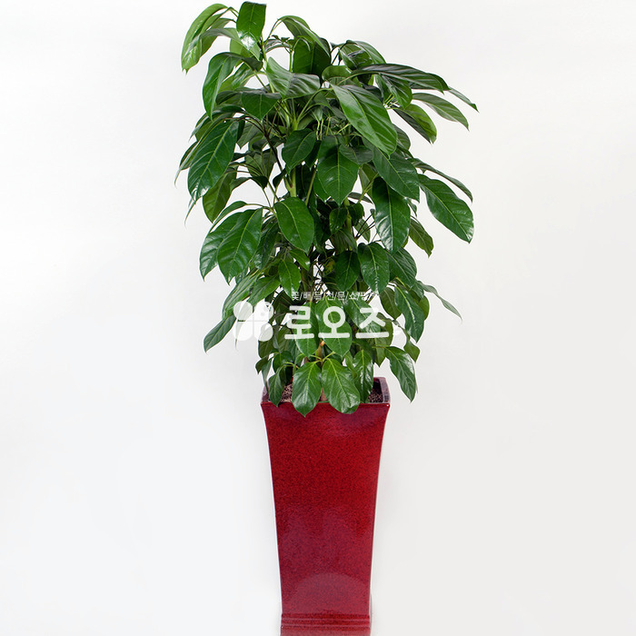 상세이미지