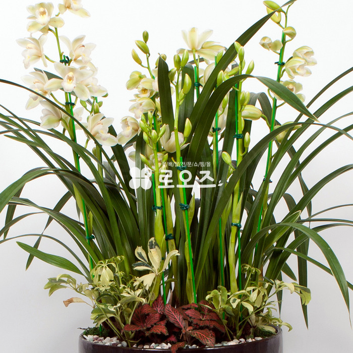 상세이미지