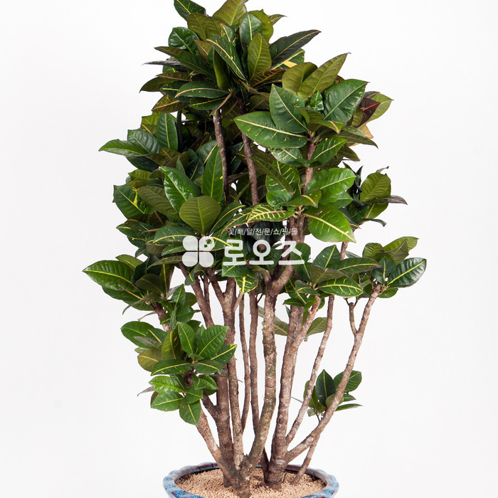 상세이미지