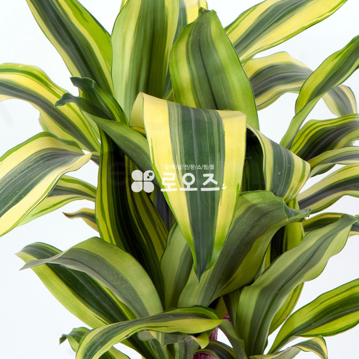 상세이미지