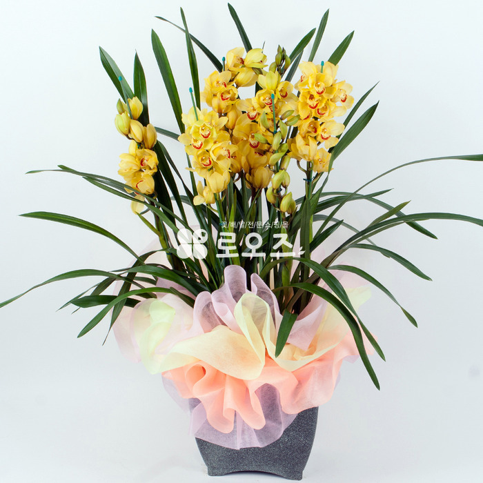 상세이미지