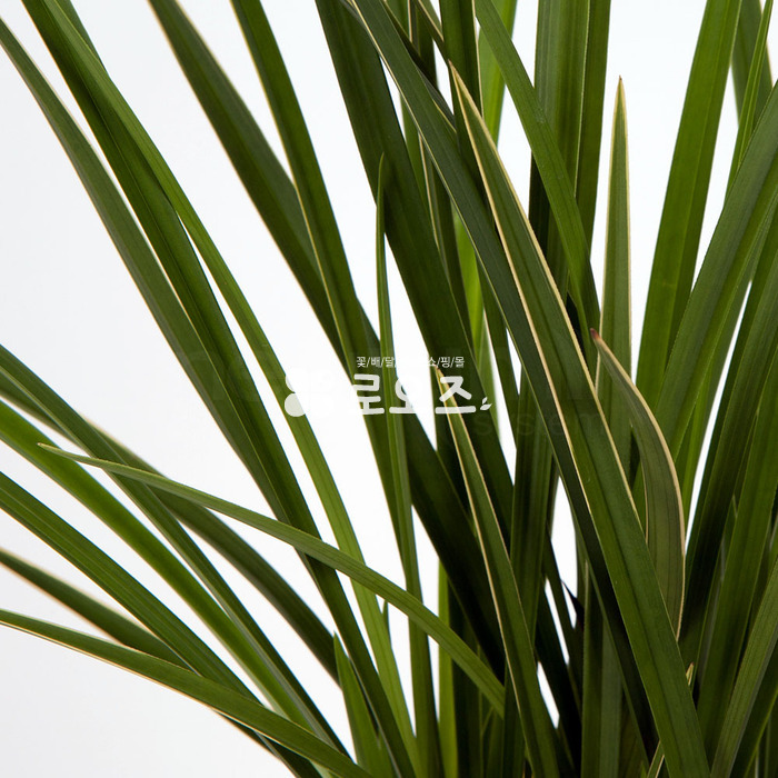 상세이미지