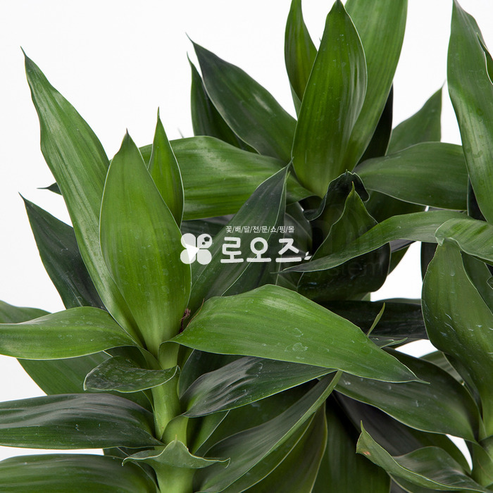 상세이미지