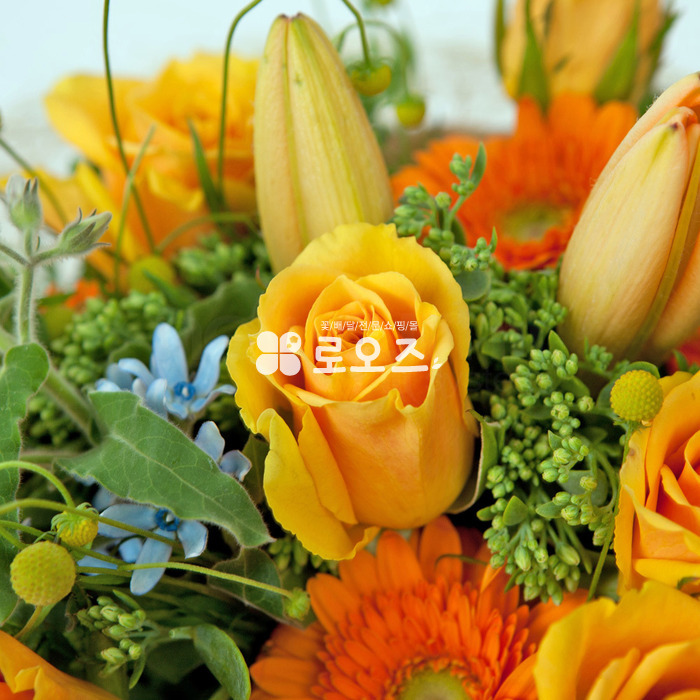 상세이미지