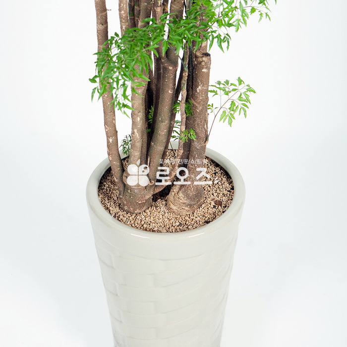 상세이미지