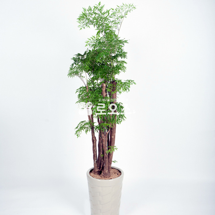 상세이미지