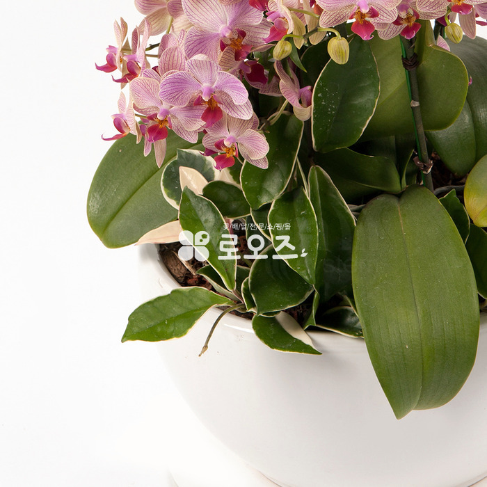 상세이미지