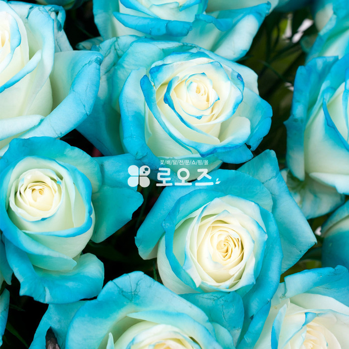 상세이미지