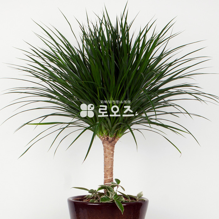 상세이미지