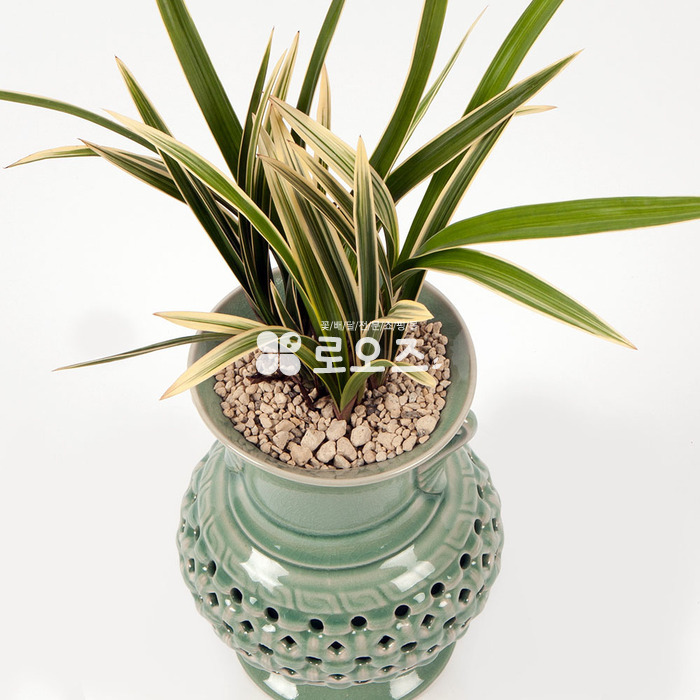 상세이미지