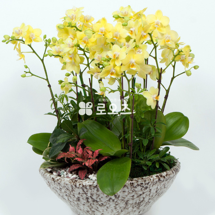 상세이미지