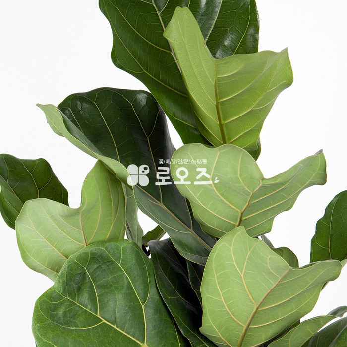 상세이미지