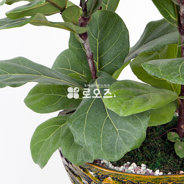 상세이미지