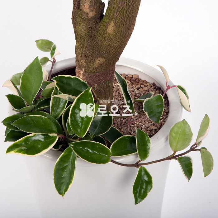 상세이미지