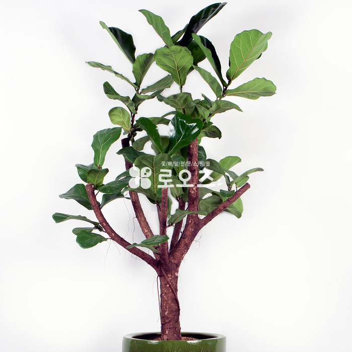 상세이미지