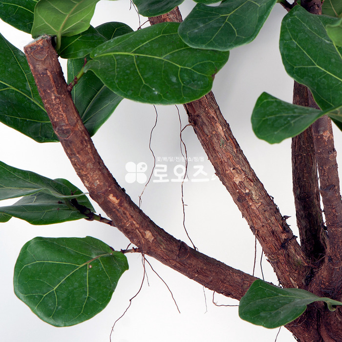 상세이미지