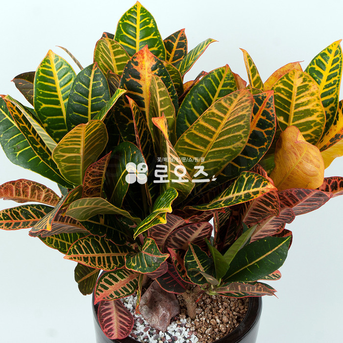 상세이미지