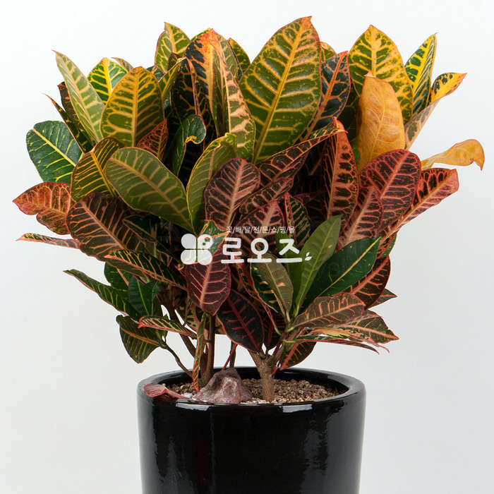 상세이미지