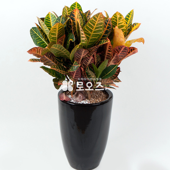 상세이미지