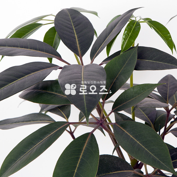 상세이미지