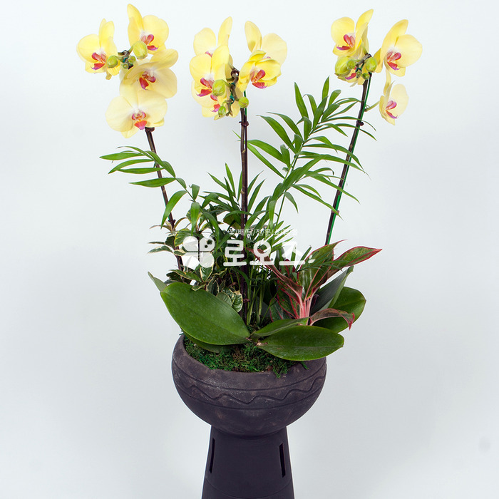 상세이미지