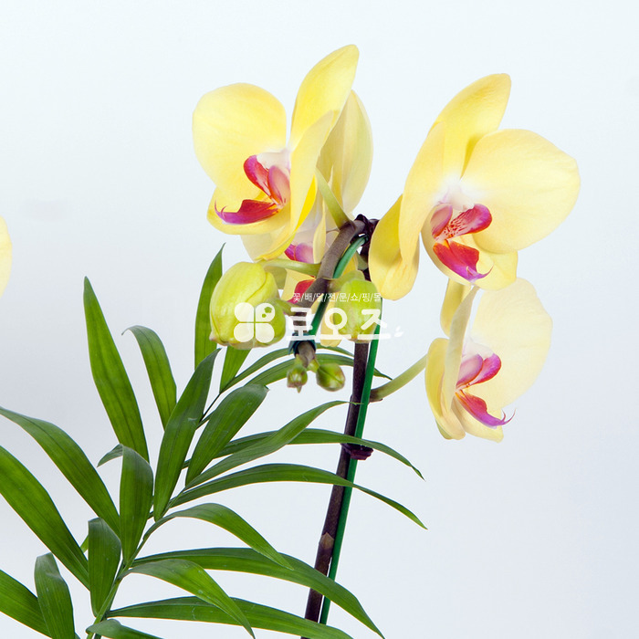 상세이미지