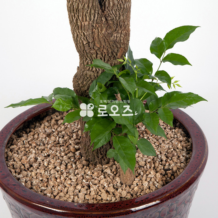 상세이미지