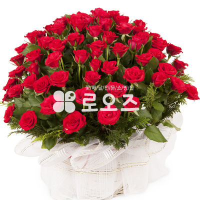 100송이 빨간장미100송이