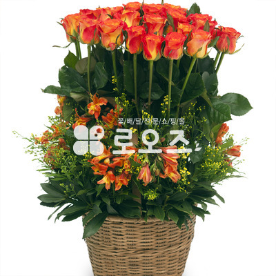 오렌지 마말레이드 2