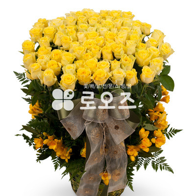 노랑장미100송이