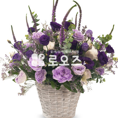 보랑이 3