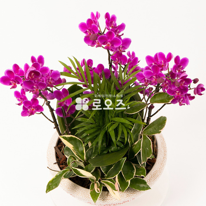 상세이미지
